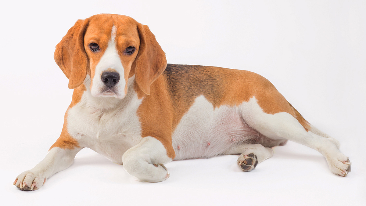 Beagle dog