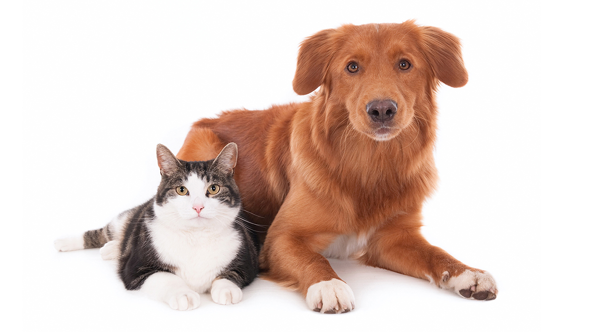 cat and dog